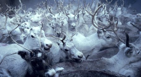 Exhibit showcases Sámi reindeer herders of Northern Europe