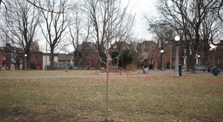 No-grove Centretown gets 250 solo trees instead