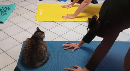 Yoga with cats: a zen trend
