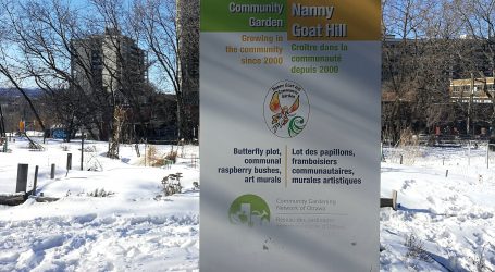 New provincial soil standards lead to renovations at community garden