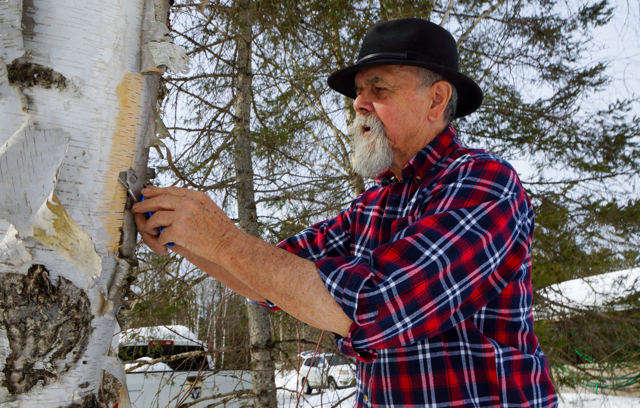 Harvesting birch bark 1 (1)