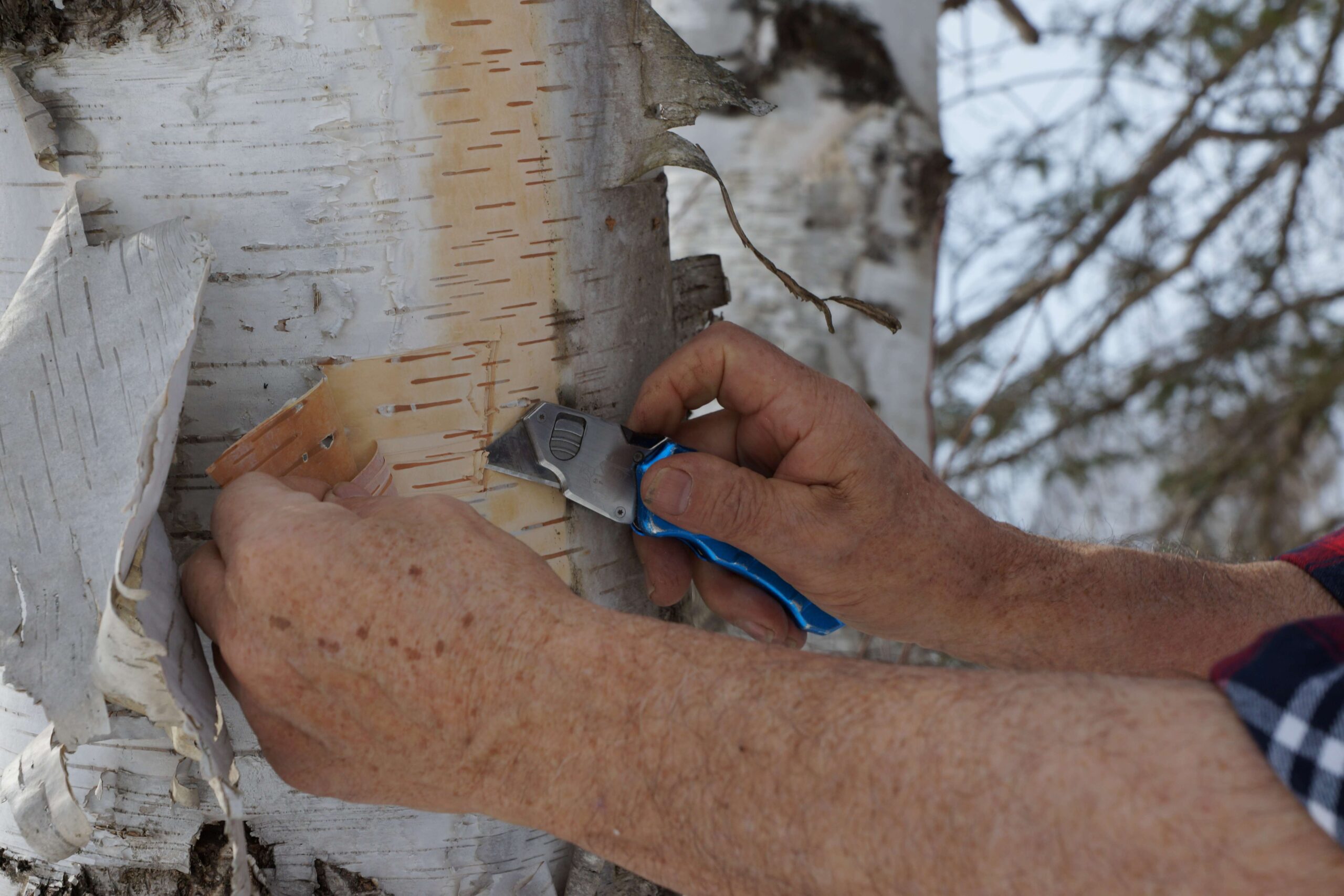 Harvesting birch bark smaller