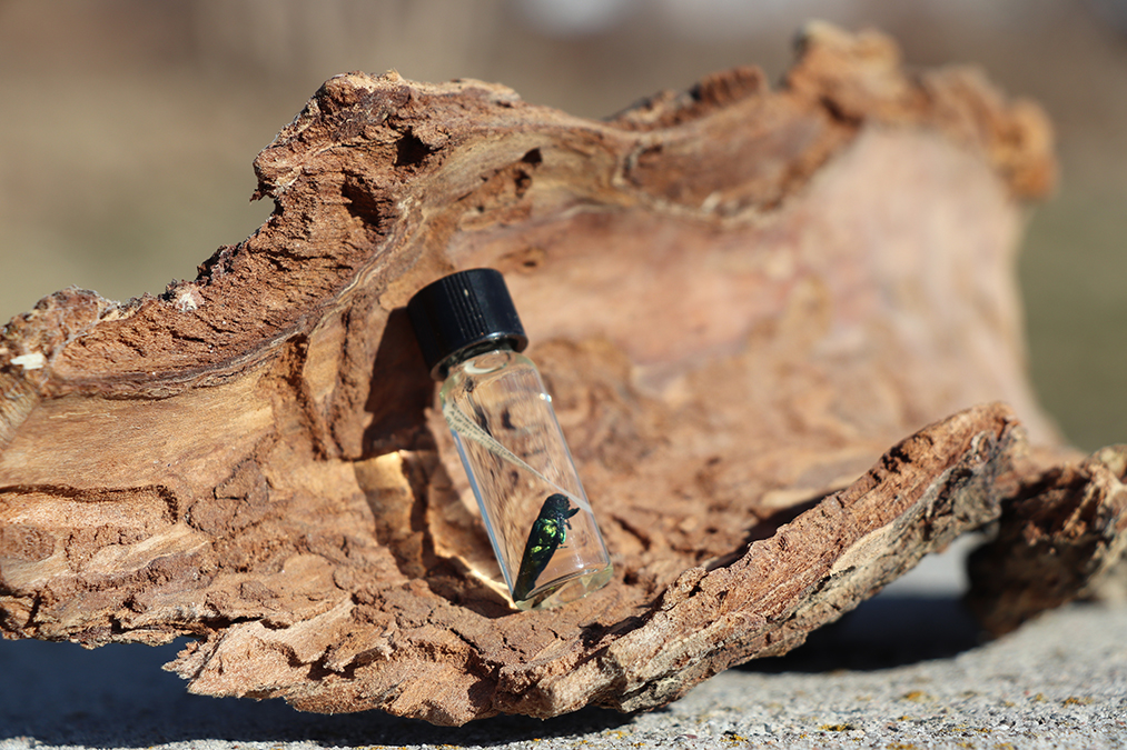 photo 1 An emerald ash borer preserved in a glass vile placed on a piece of ash bark.