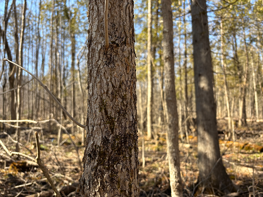 photo 5 One small ash tree trunk focused in the centre of the photo. The tree is surrounded by a dense forest in early spring.