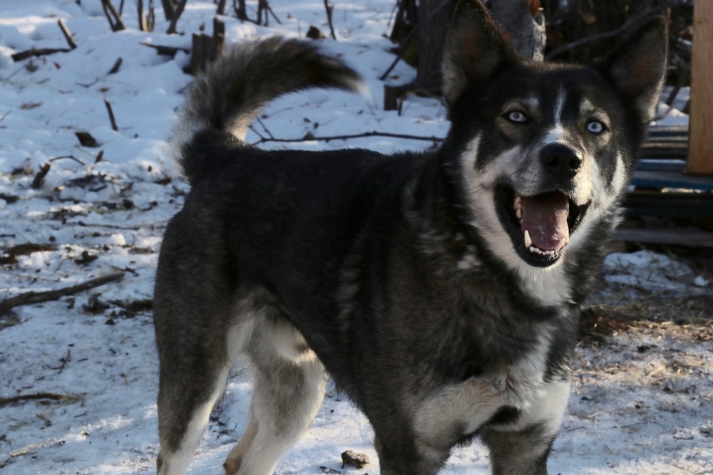 Dogsledding in the Yukon