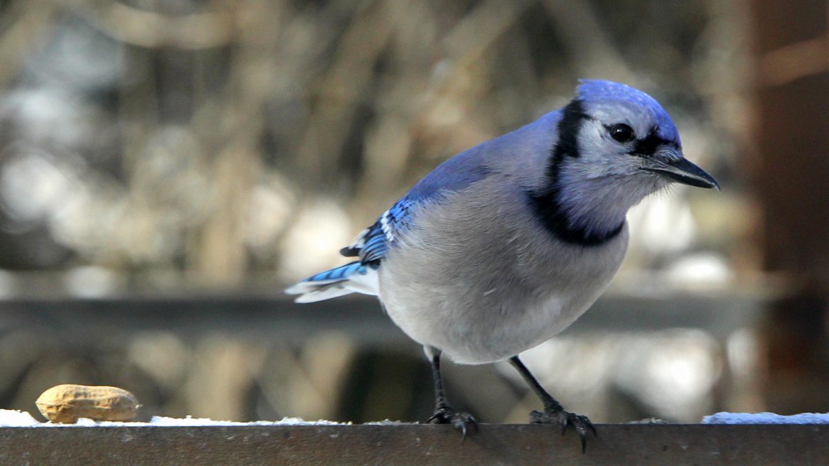 Birds are good for your mental health, study shows