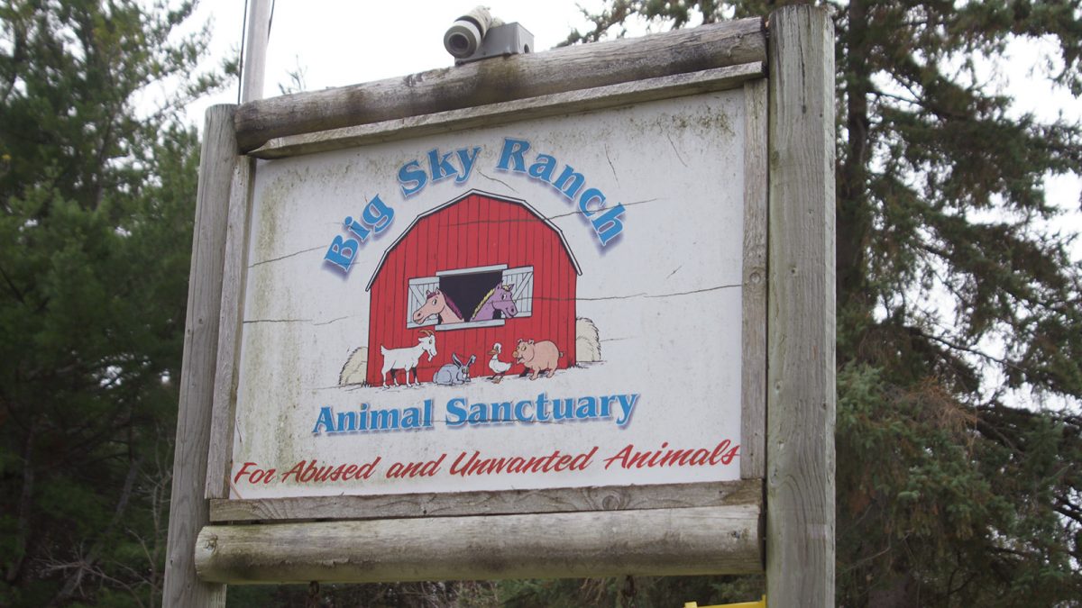 Kemptville animal sanctuary on a mission to mend human-animal relationships