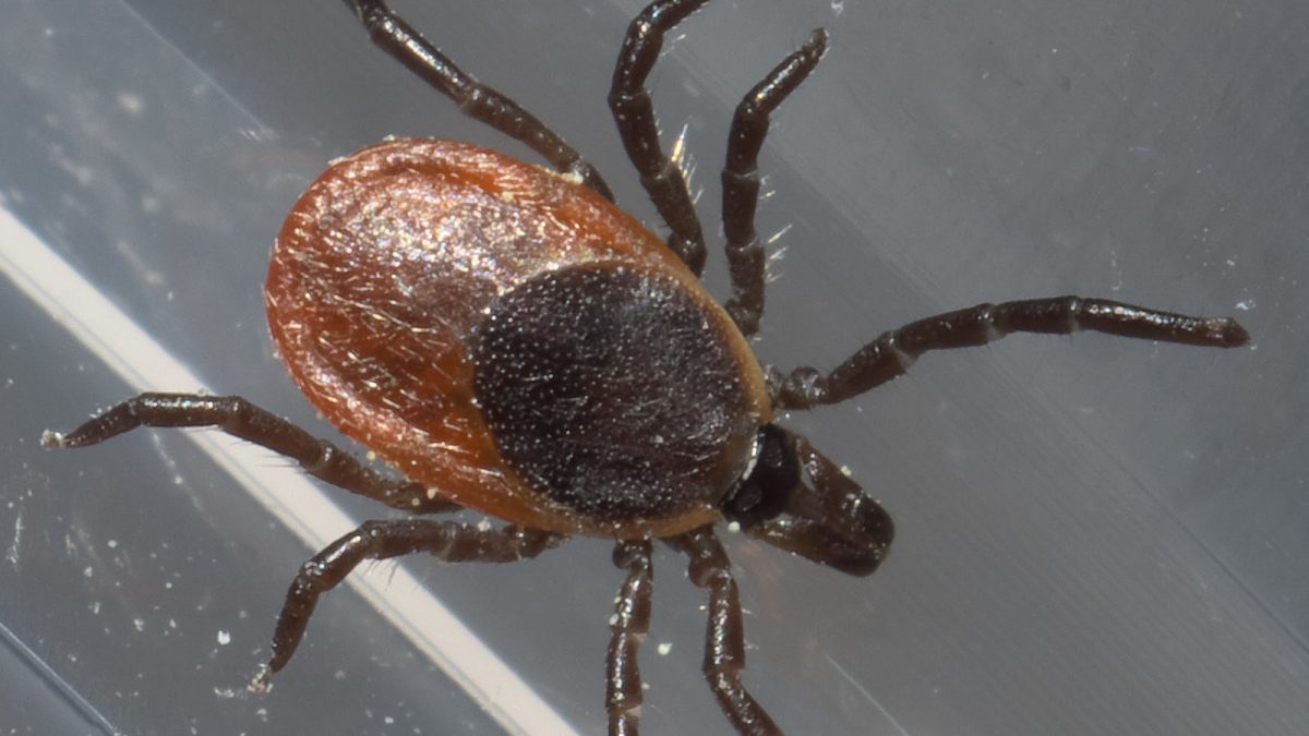 Lyme-related trial delay puts diagnosis discrepancies under the microscope