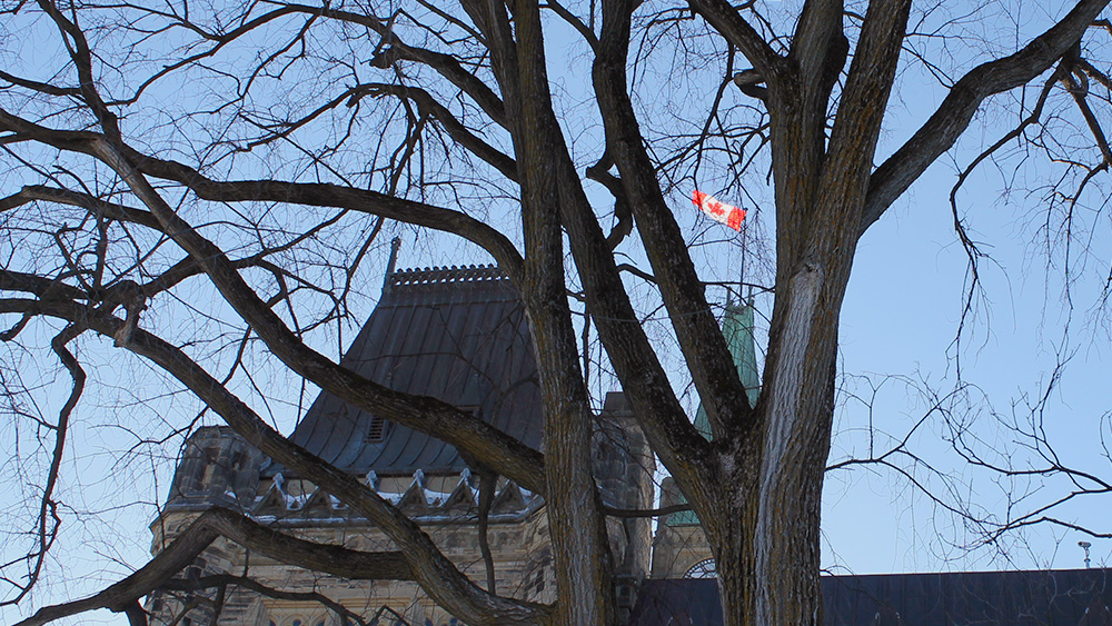 Century-old Parliament Hill elm tree awaits the axe - Capital Current