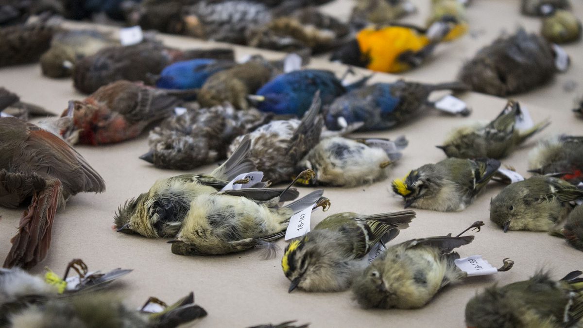 Dead birds at the annual bird collision display, held at the Ottawa City Hall.