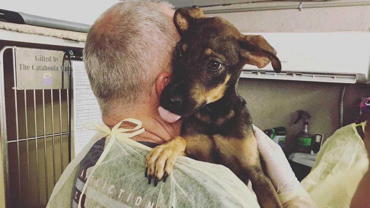 Ottawa rescue groups helping dogs displaced by hurricane  in Bahamas