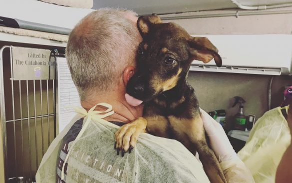 Volunteer in scrubs and gloves holding dog recently rescued from the Bahamas