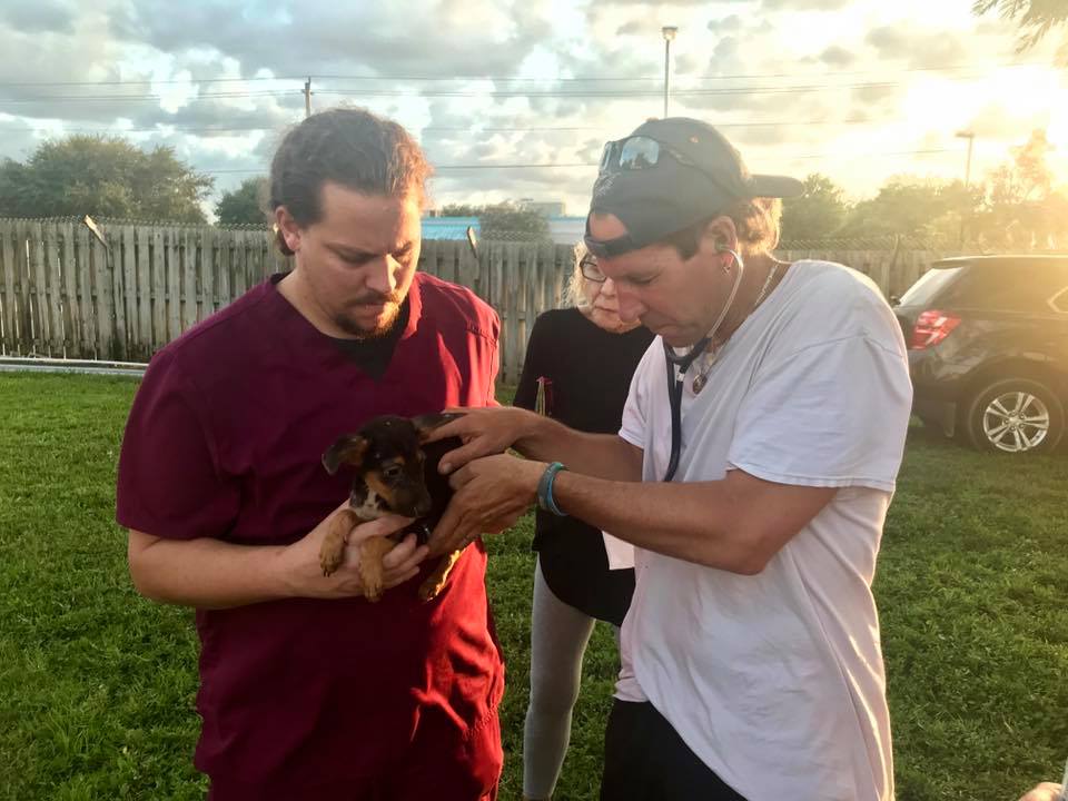 Two volunteers holding a small dog and checking its heartbeat with a stethoscope 