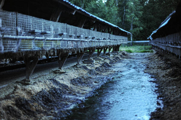 Photo showing run-down mink cages used for mink fur farming. 