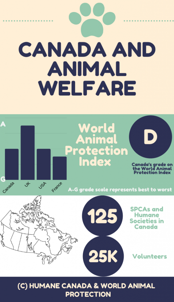 Infographic detailing images statistics on Canada and its animal welfare policies. 