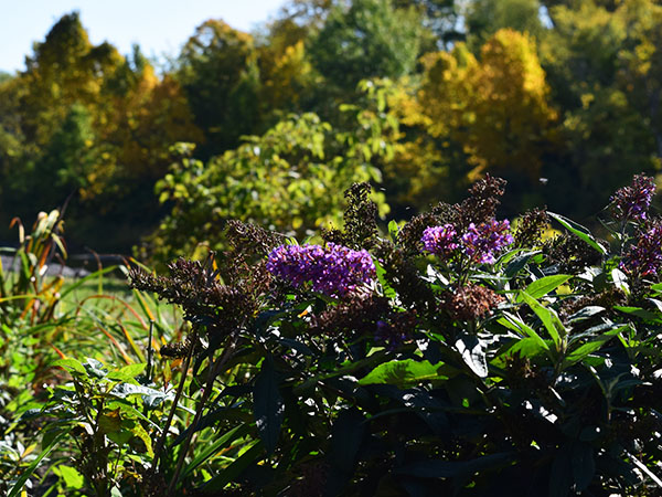 A bush of purple flowers.