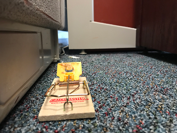 Mouse trap on the floor of the LEL building. In the background there are mouse droppings, and the visible mouse entrance from the walls.