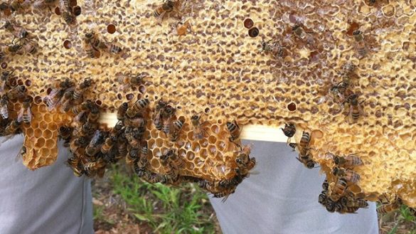 A close up of bees in a beehive.