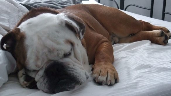 Dozer is a therapy bulldog with Carleton University. Long days can be hard on bulldogs and they need rest.