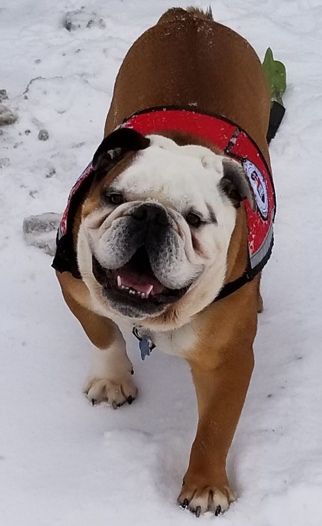 Dozer plays in the snow. Bulldogs can lead happy and healthy lives when bred carefully and well-cared for.