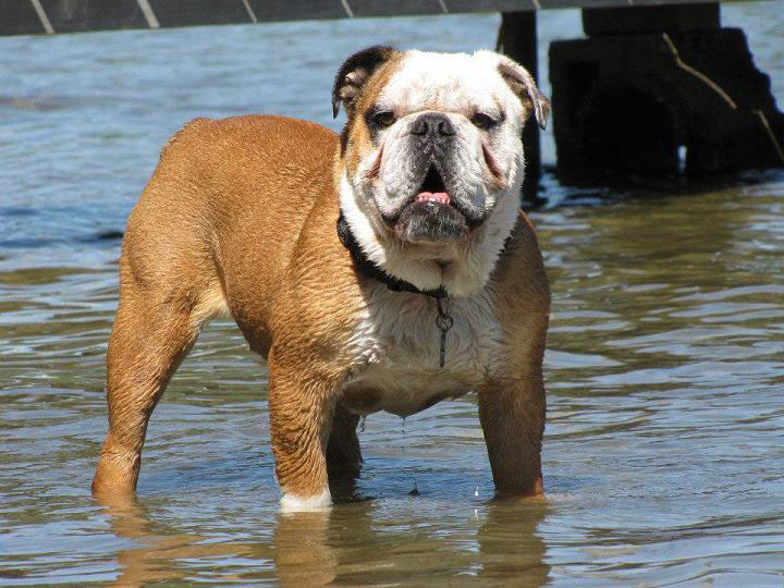 Dozer, a therapy bulldog, plays in the water. Well-cared-for and well-bred bulldogs can lead happy and healthy lives.