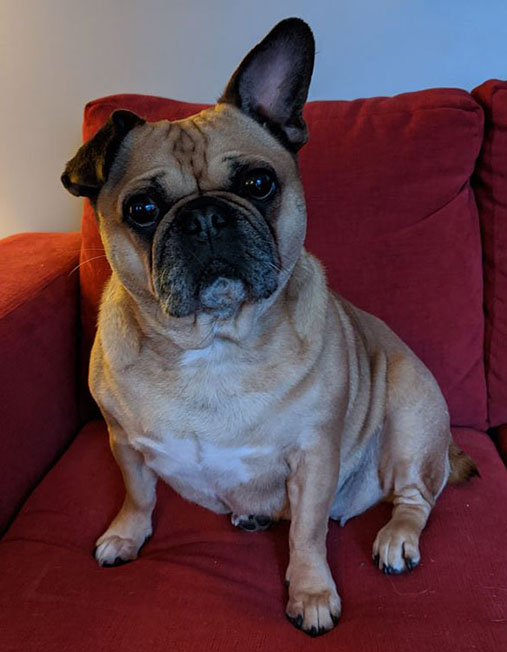 A pug in foster care, highlighting the older age at which many of these dogs are given up.