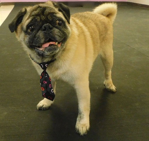 A pug wearing a novelty tie at a rescue.  Pugs are sometimes abandoned due to costs related to health issues.