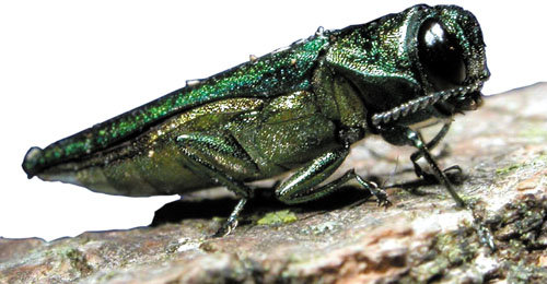 Ottawa's war on the Emerald Ash Borer enters a new phase.