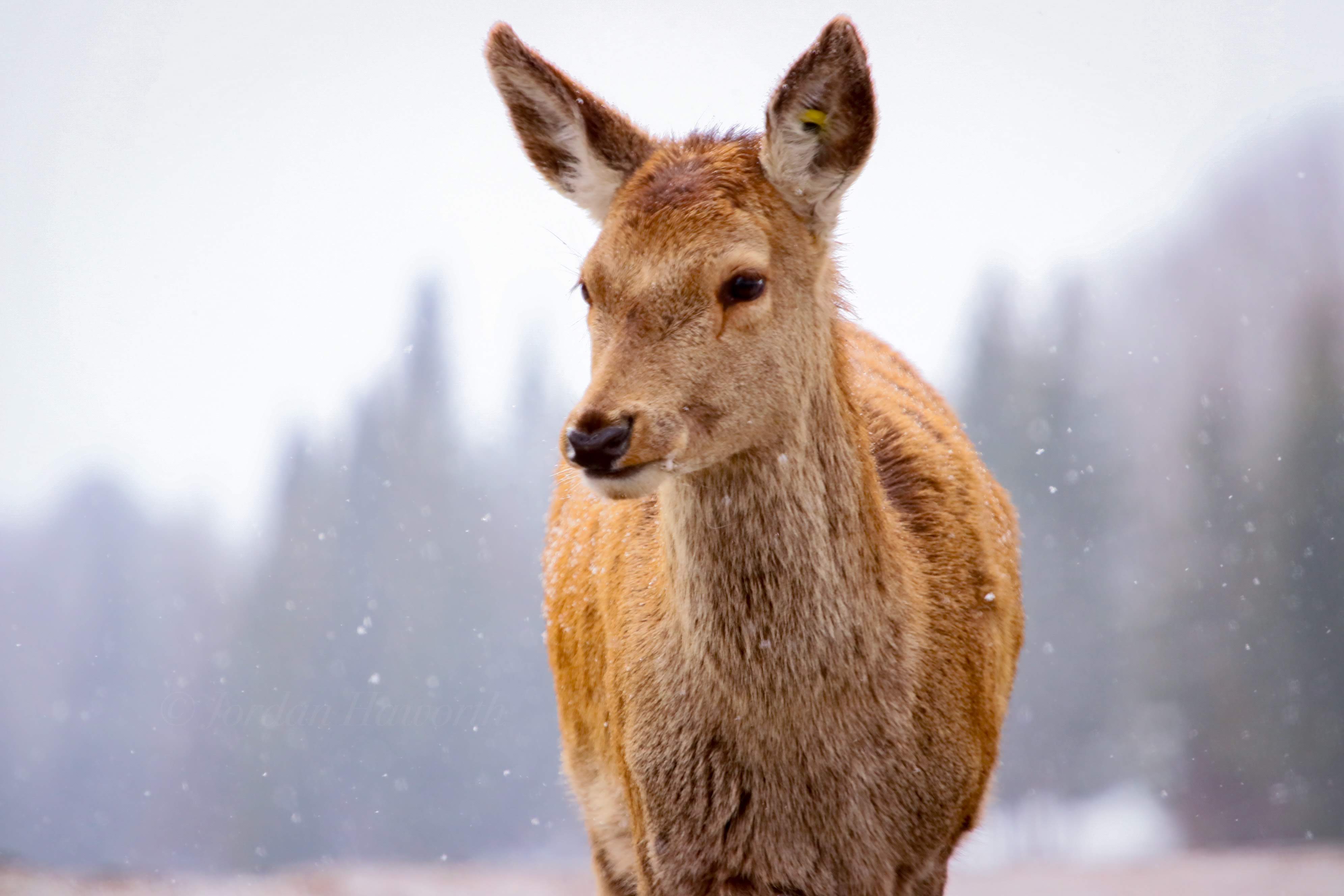 A deer stands still in the snow at Parc Omega