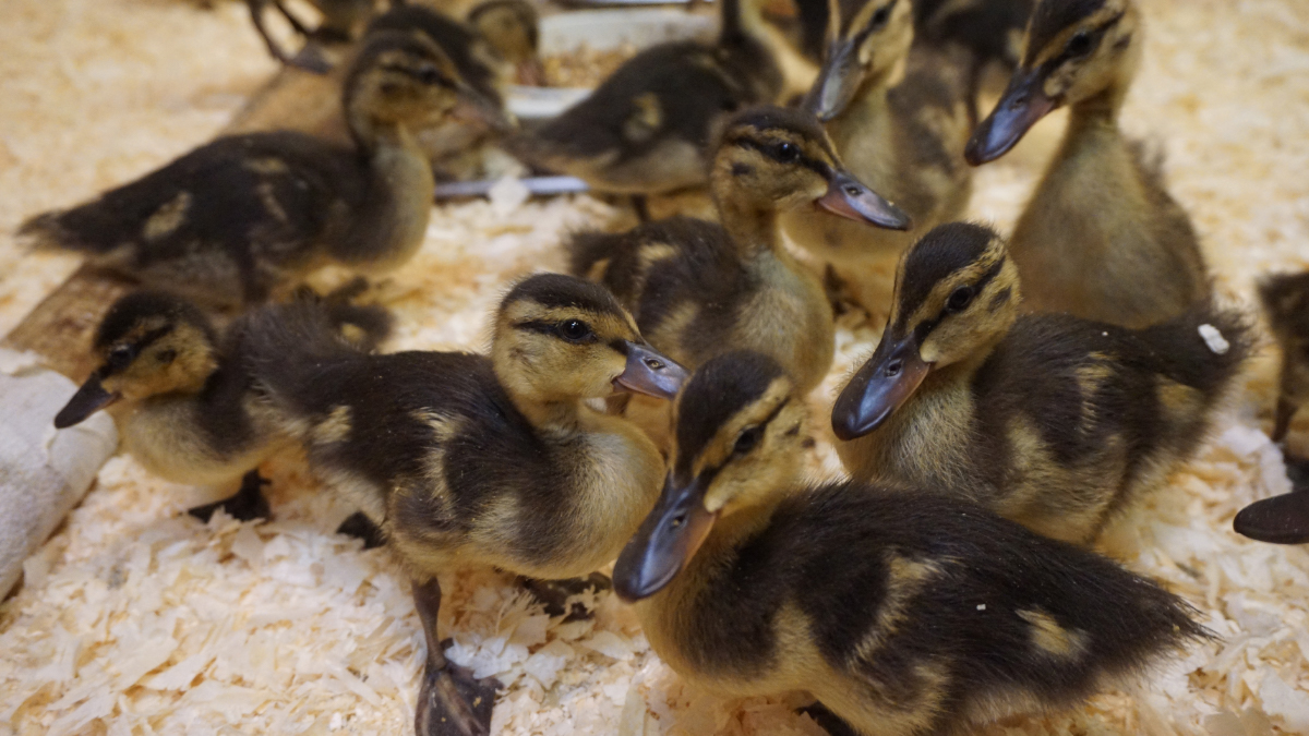 A group of baby ducks gather together at the Wild Bird Care Centre.