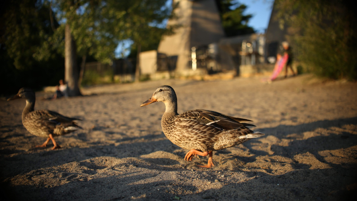 A pair of ducks walk across the sand. People can be seen in the background.