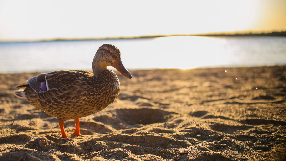 A duck stands in the sand on a beach as the sunsets behind it. 