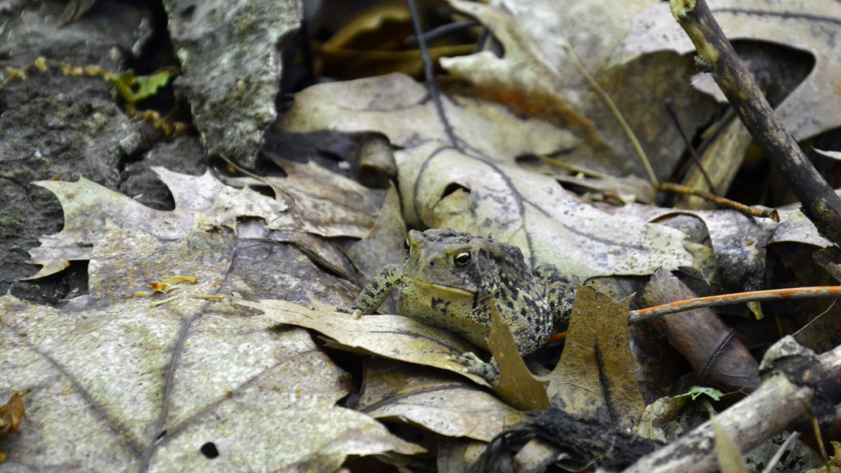 A frog is sitting amongst leaves and branches on the forest floor.