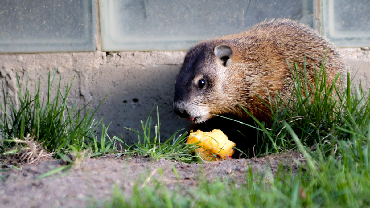 A gopher sits in the grass near a concrete wall.