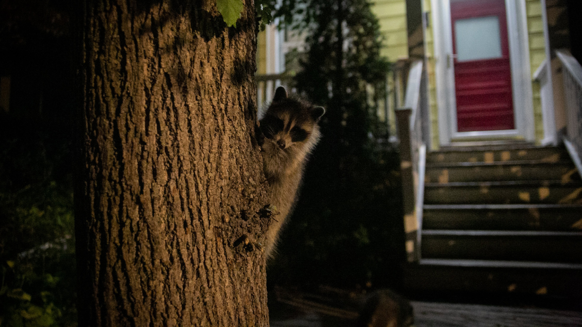 A raccoon is peaking out from behind a tree in front of a house at night.