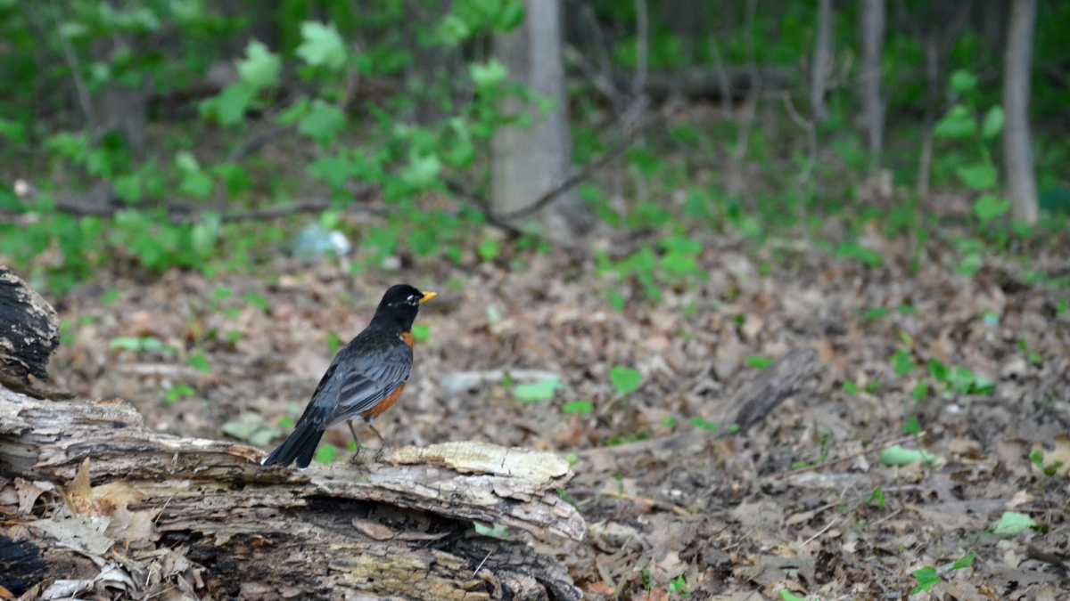 A robin sits on a log in a suburban forest trail. Trees and green leaves can be seen in the background. 