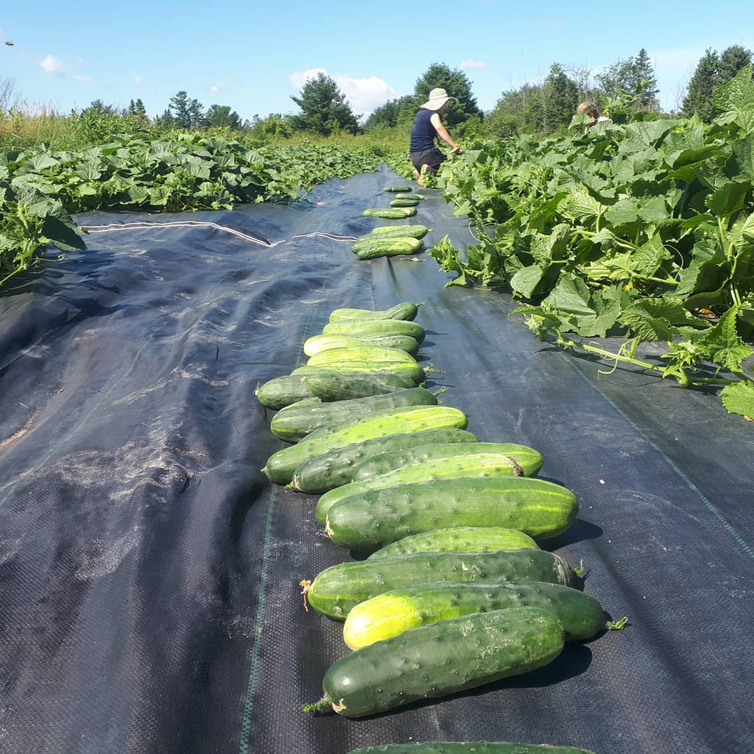 Cucumbers on a farm