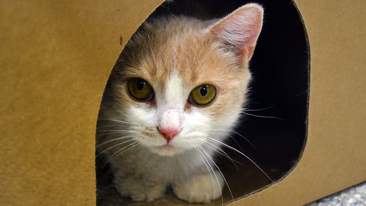 A cat is peaking out from a cardboard shelter at the Ottawa Humane Society.