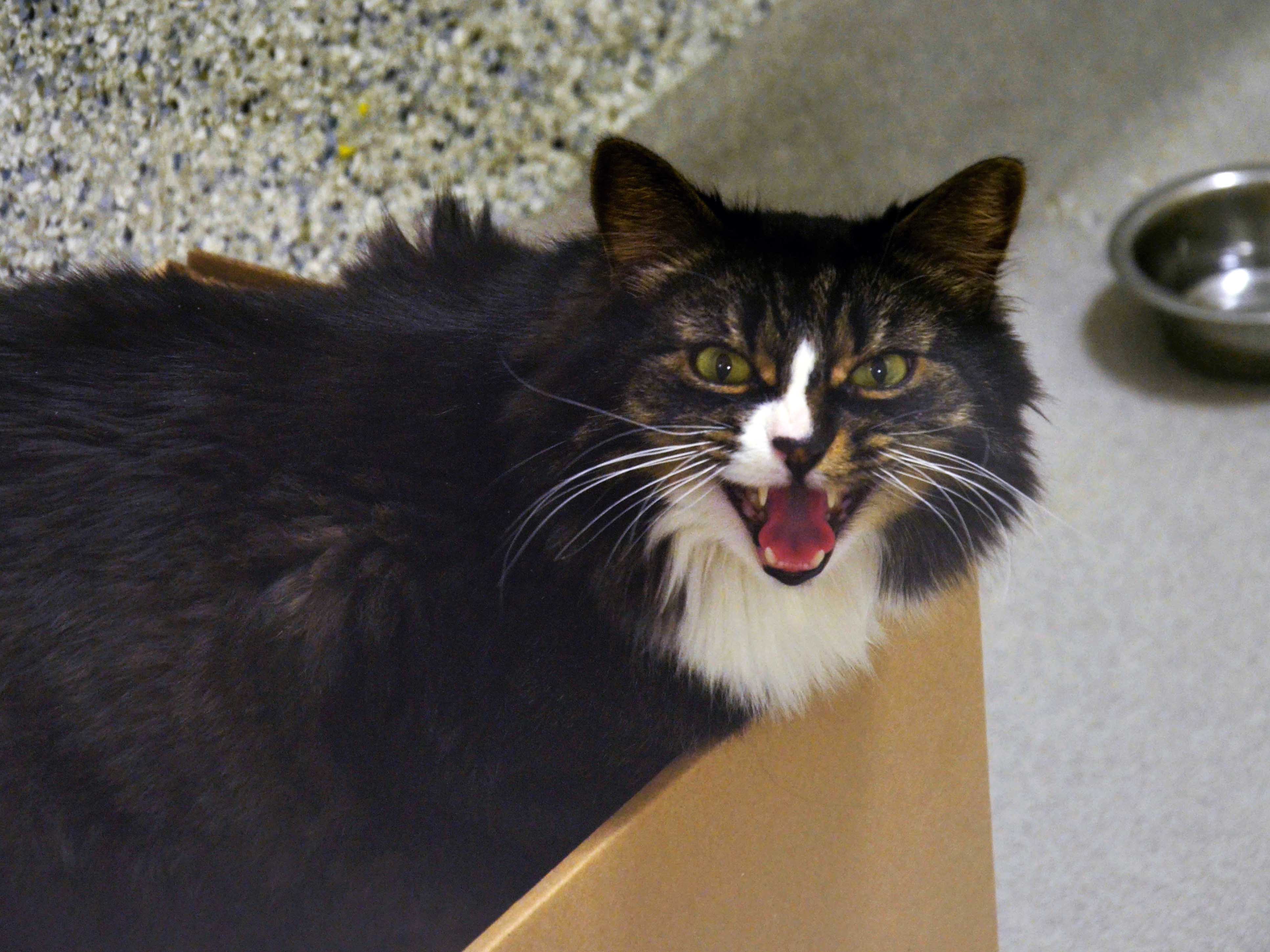 A cat at the Ottawa Humane Society growls from its enclosed pen. There is a water bowl on the ground behind the cat.