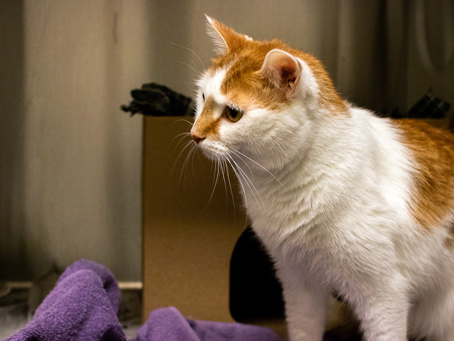 An orange and white cat sits in his pen at the Ottawa Humane Society. There is a cardboard shelter behind him and a purple wash cloth on the floor.  