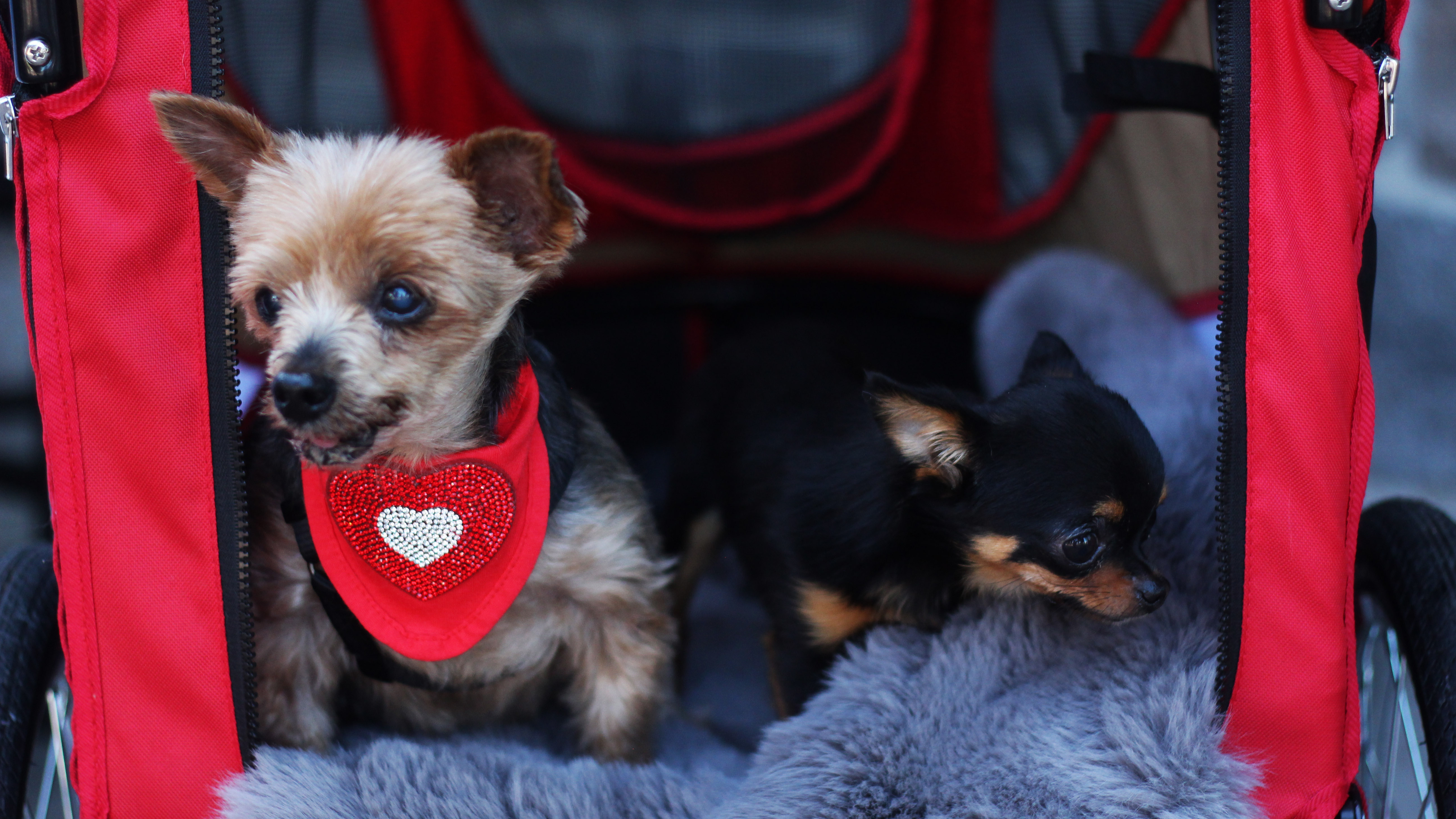 The paws that refresh: Pups and iced coffee make for a heartwarming patio party