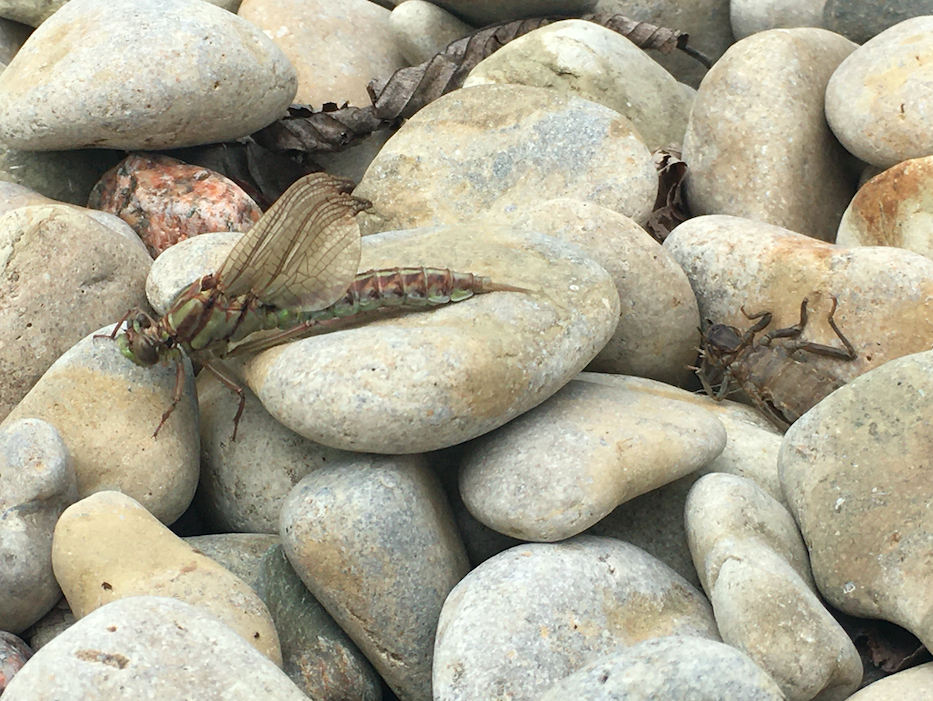 A dragonfly emerges from its nymph casing on the shores of Lake Winnipeg.