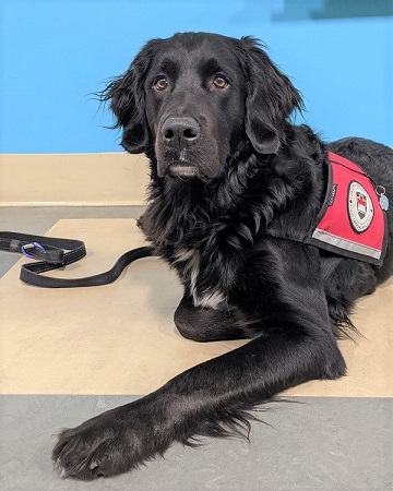 Carleton University therapy dog Murphy lying on the ground with his therapy dog vest on.