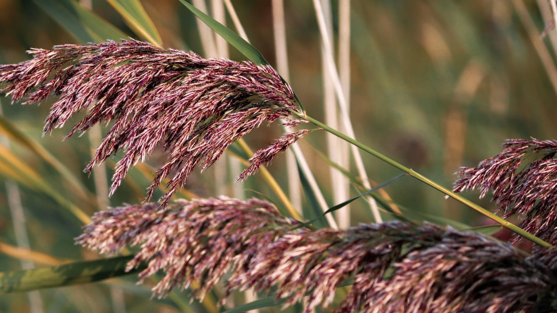 Up-close picture of phragmites