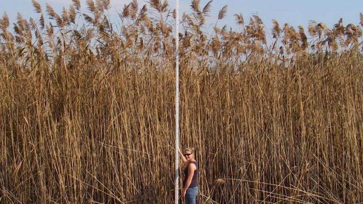 Woman standing with measuring rod next to 5m tall phragmites