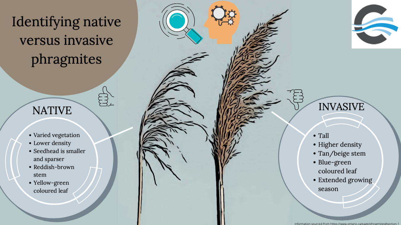 Graphic of native versus invasive phragmites