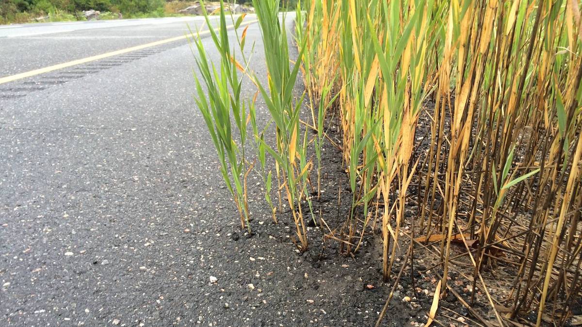 Phragmites growing out from under pavement