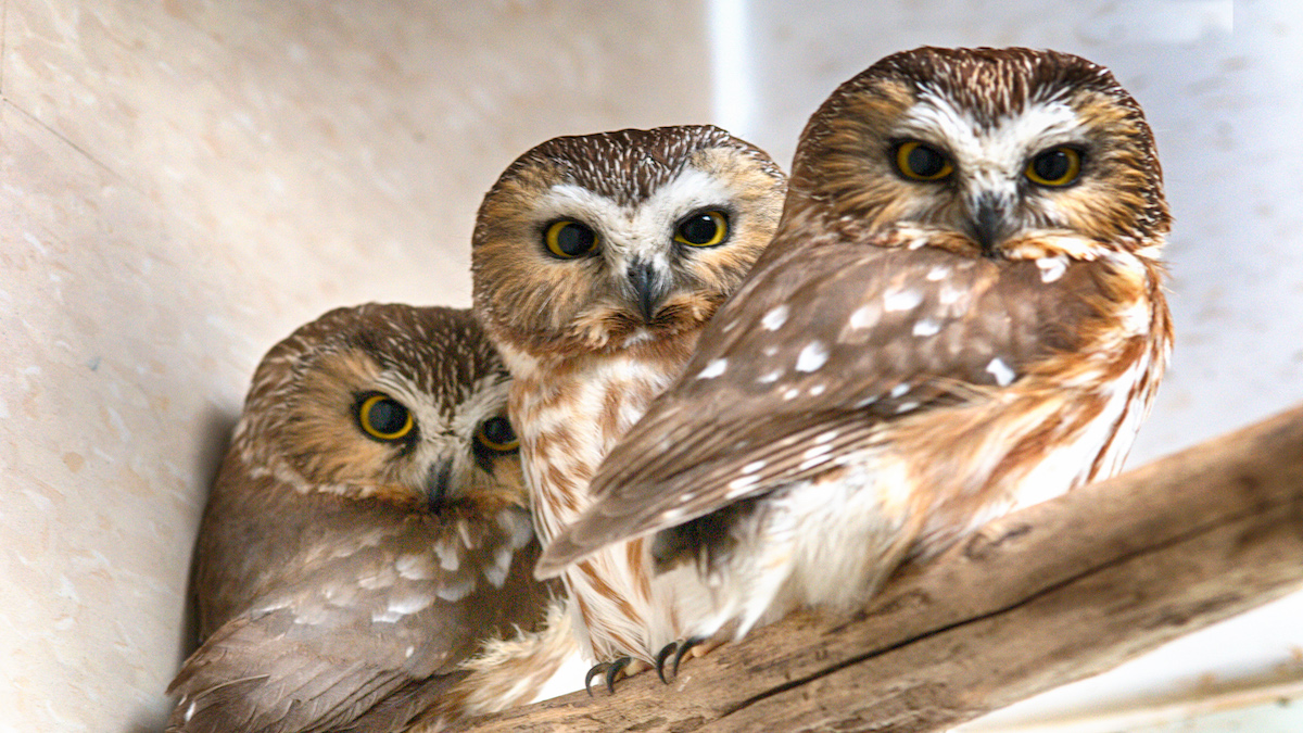 Three owls sit on a branch.