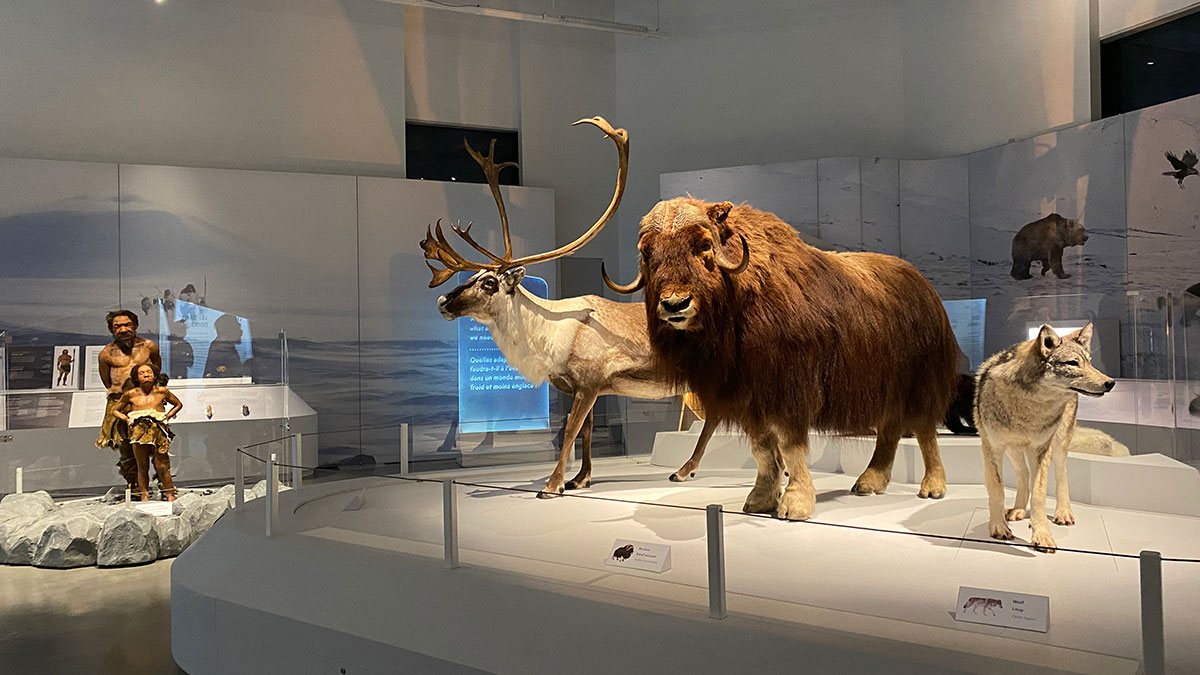 Photo from inside Planet Ice exhibit. Shows 3 taxidermy arctic animals as well as 2 neanderthal models