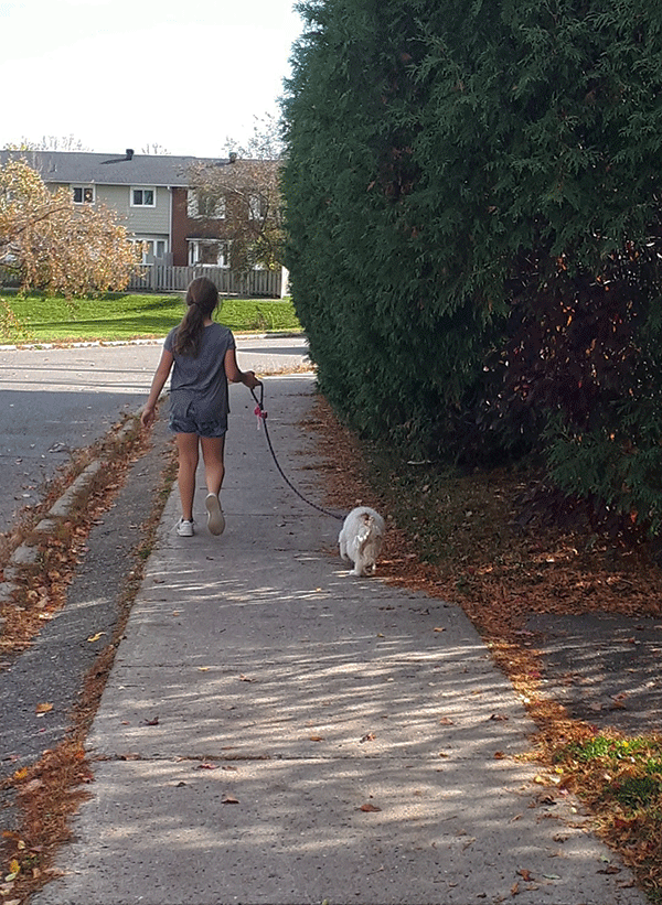 A little girl walks her dog down the sidewalk.